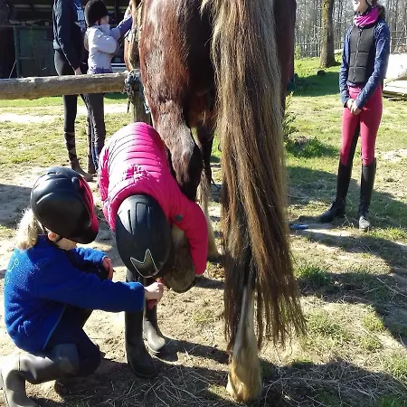 Apartment Reiterhof - Welsh Cob Gestuet