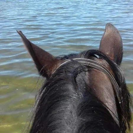 Apartment Reiterhof - Welsh Cob Gestuet Kasseedorf